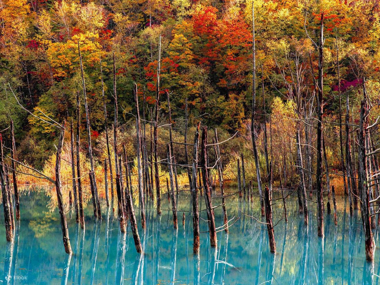 [Autumn Only] Hokkaido 2-Day Tour｜10 Beautiful Scenic Spots｜Kurodake ...